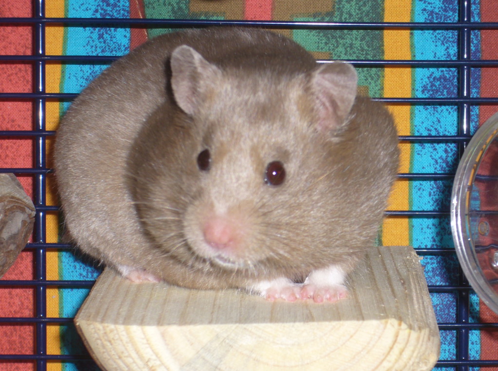 Hamsters for Happiness, April 2015